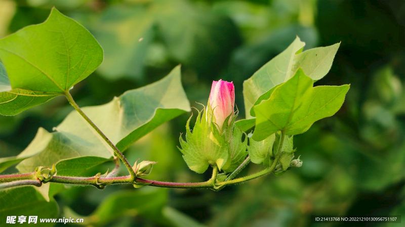 【自我疗愈】总是患得患失、缺乏安全感？可能是你的依恋模式在作