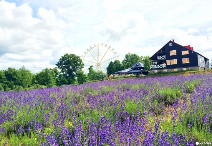 狮子座生气了怎么哄？先搞清楚这3个问题再做决定